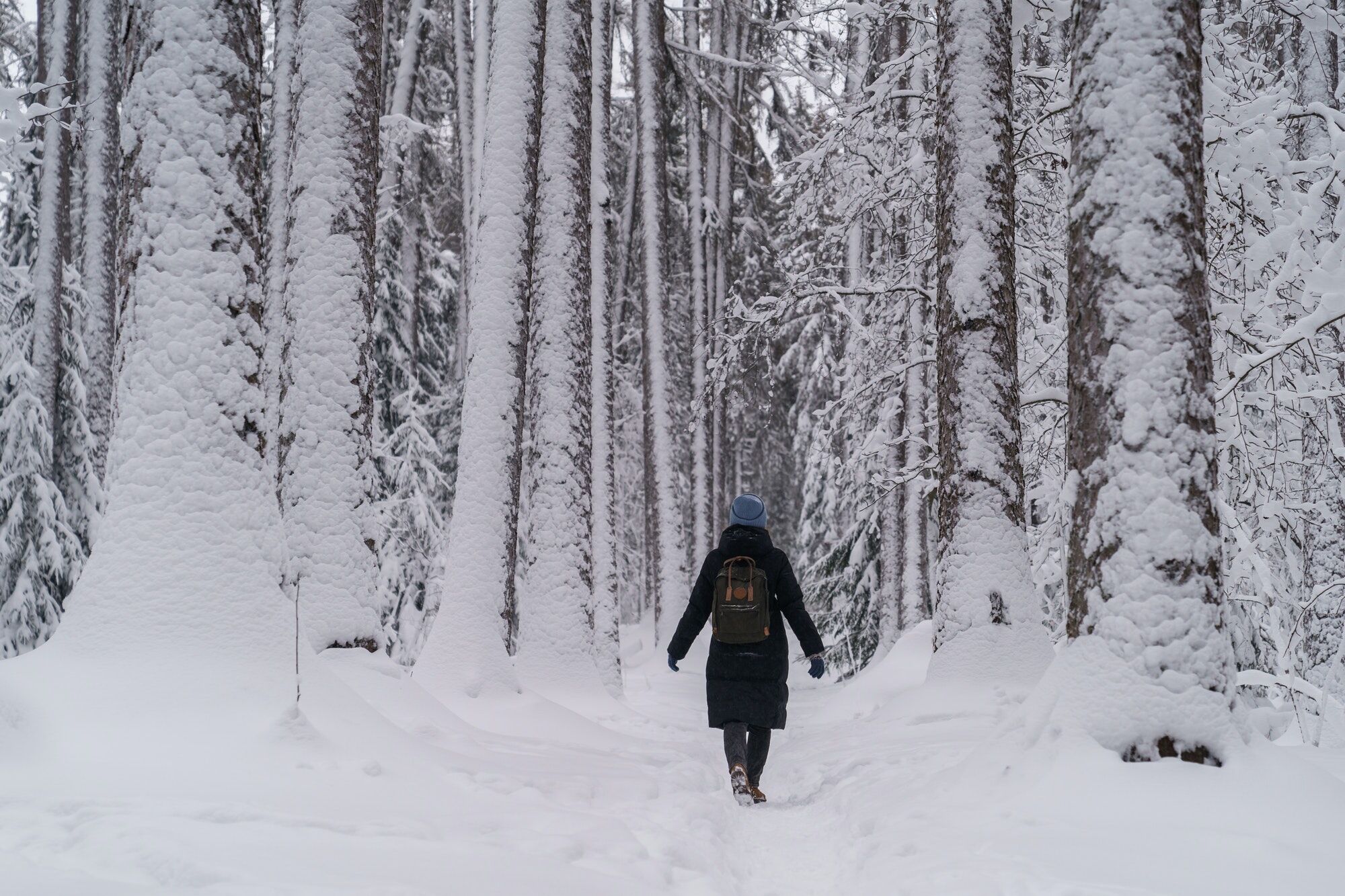 Woman strolling in winter forest on cold frosty day, walking along snowy path in woodland